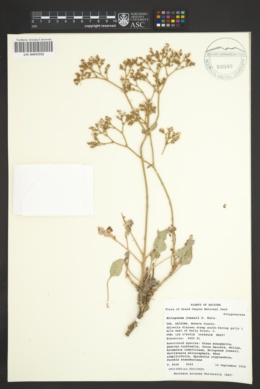 Eriogonum jonesii image