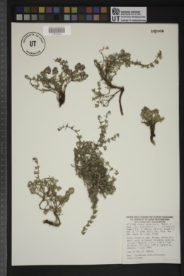 Image of Thymus algeriensis