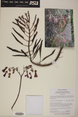 Image of Kalanchoe × houghtonii