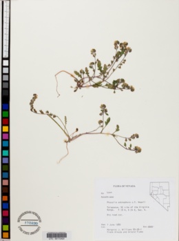 Phacelia adenophora image