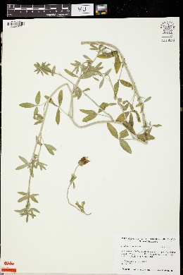 Trifolium alexandrinum image