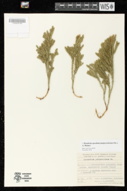 Dendrolycopodium juniperoideum image