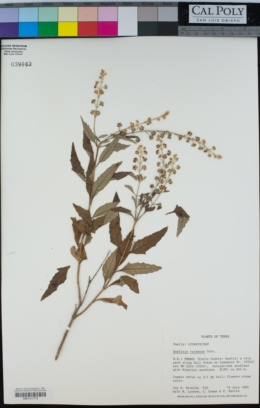 Image of Buddleja racemosa