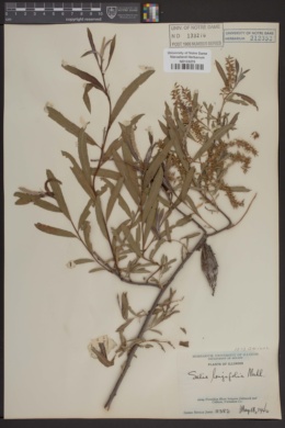 Image of Salix longifolia