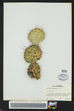 Opuntia cymochila image