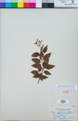 Amphilophium buccinatorium image