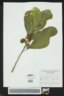 Image of Cupania macrophylla