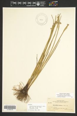 Image of Sisyrinchium inalatum