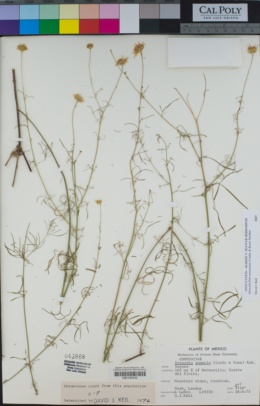 Thymophylla anomala image