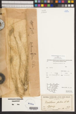 Rytidosperma pilosum image