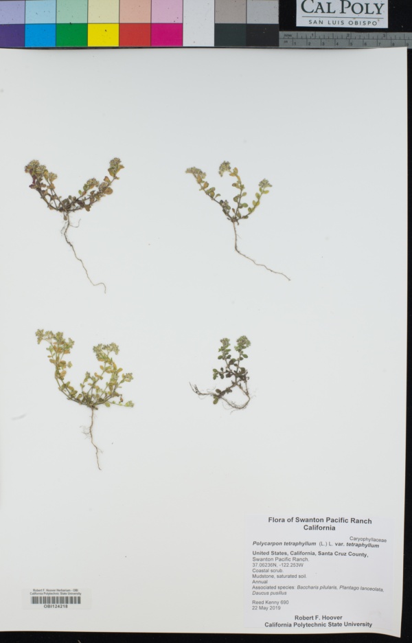 Polycarpon tetraphyllum var. tetraphyllum image