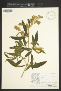 Image of Buddleja officinalis