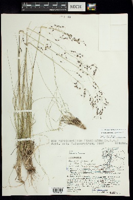 Image of Piptochaetium seleri