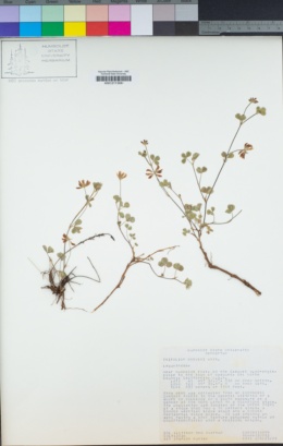 Trifolium breweri image