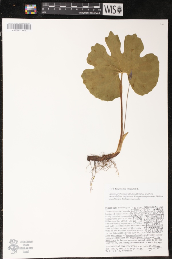 Sanguinaria canadensis image