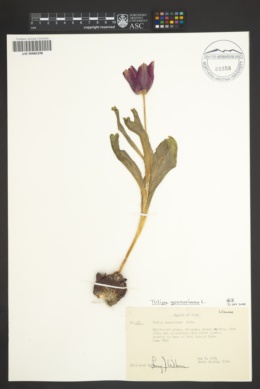Image of Tulipa suaveolens