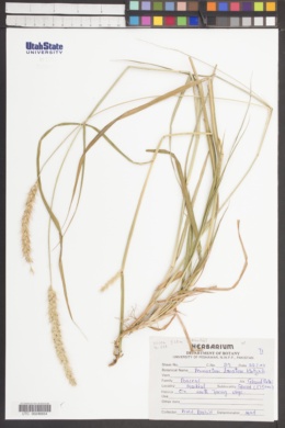 Pennisetum lanatum image