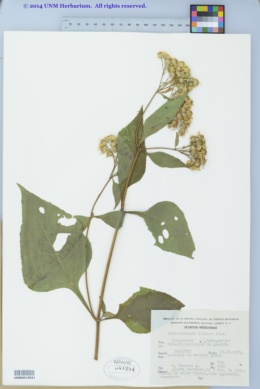 Schistocarpha bicolor image