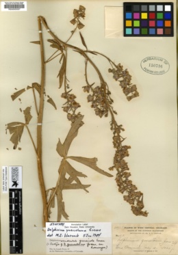 Image of Delphinium quercetorum