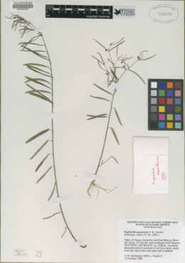 Euphorbia nayarensis image