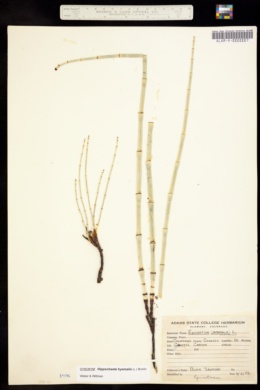 Equisetum hyemale subsp. hyemale image