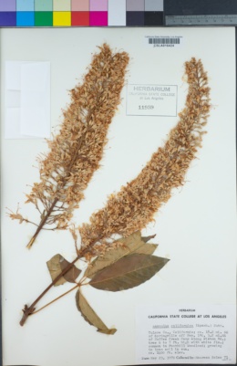 Aesculus californica image