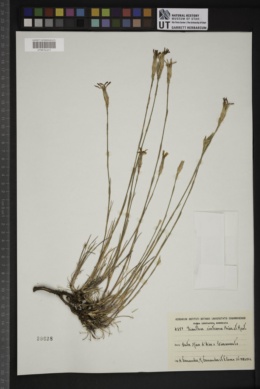 Image of Dianthus cintranus