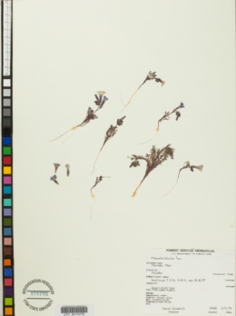 Phacelia bicolor image