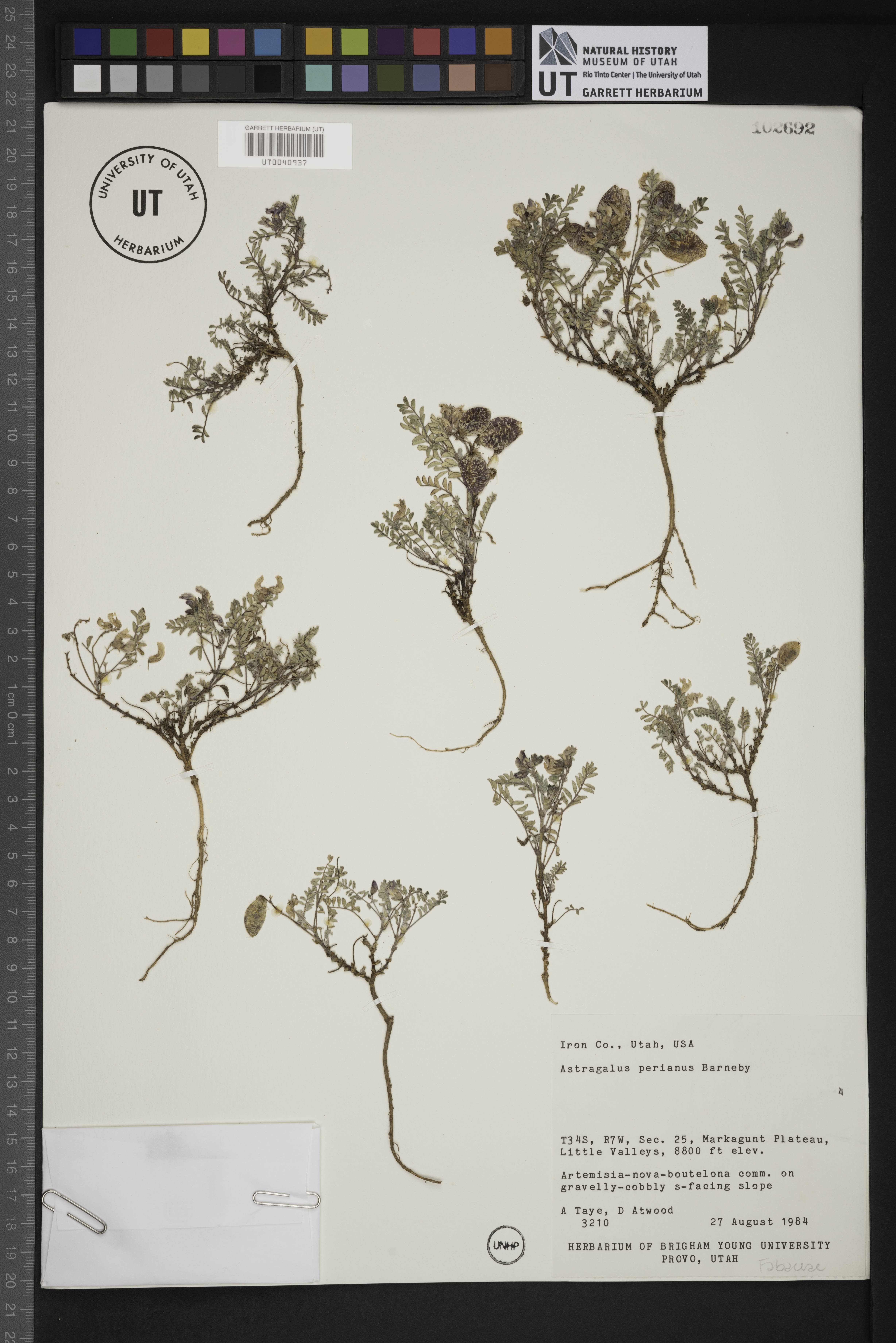 Astragalus perianus image