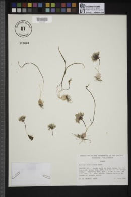Allium simillimum image