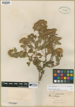 Stevia glandulosa var. glandulosa image