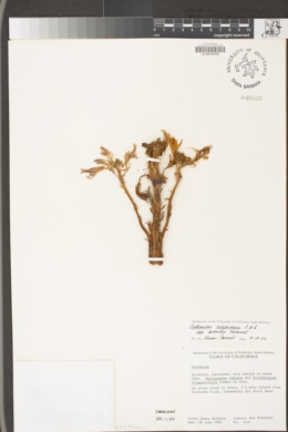 Aphyllon californicum subsp. grande image