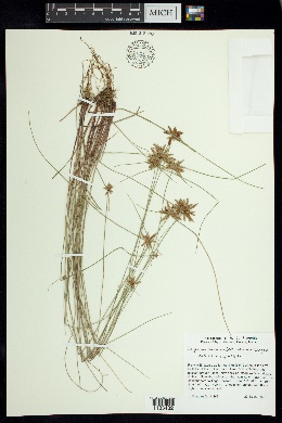 Image of Cyperus aschenbornianus