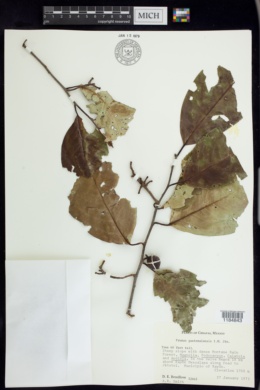 Prunus guatemalensis image