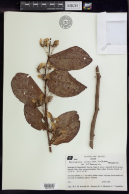 Banisteriopsis latifolia image