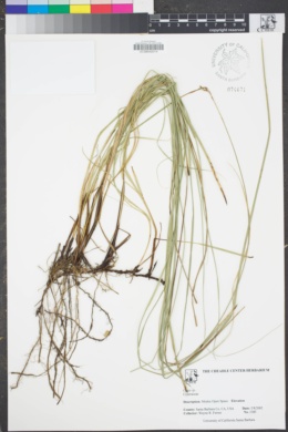 Carex specifica image