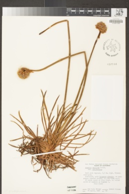 Armeria maritima subsp. californica image
