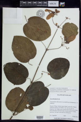 Stigmaphyllon grandifolium image