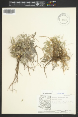Astragalus castaneiformis image