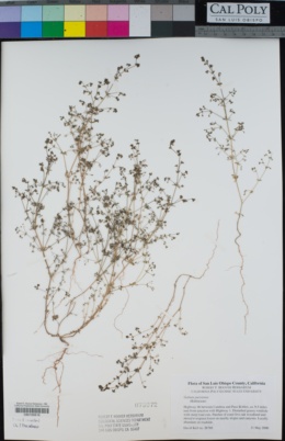 Galium parisiense image