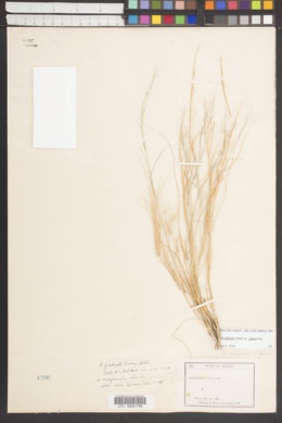 Aristida californica var. glabrata image