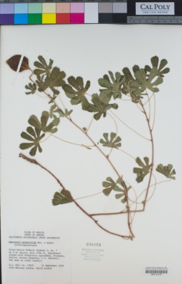 Image of Amoreuxia palmatifida