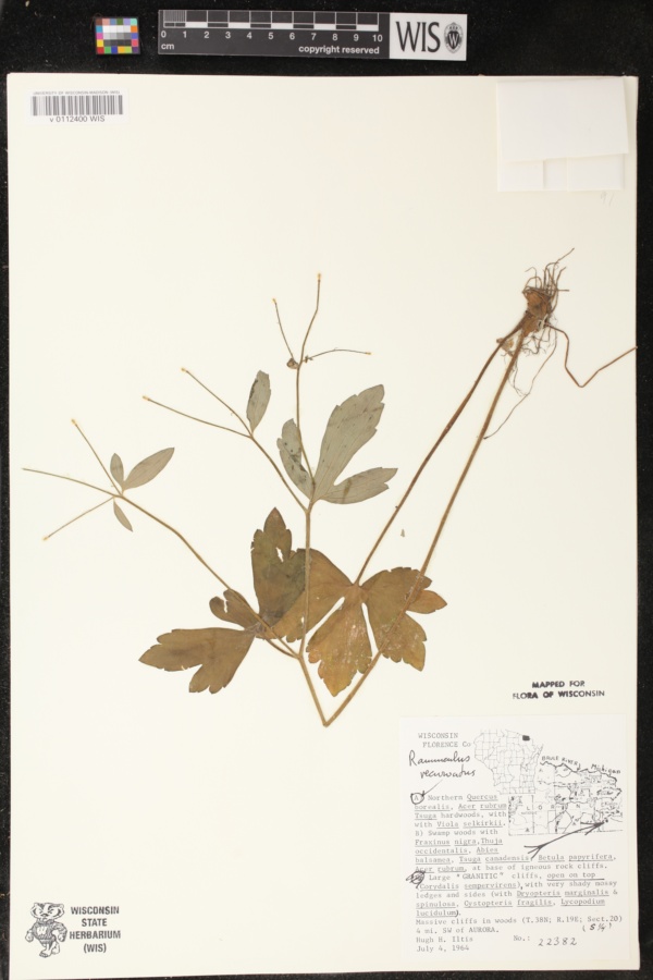 Ranunculus recurvatus var. recurvatus image