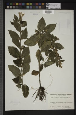 Melittis melissophyllum image