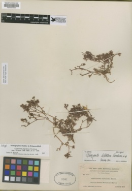 Chorizanthe leptotheca image