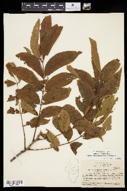 Carya × brownii image