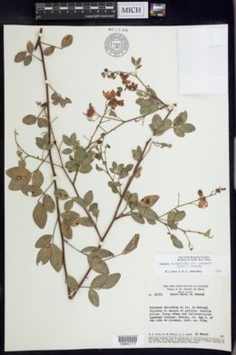 Image of Chamaecrista acosmifolia