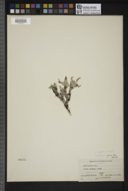 Oxytropis oreophila var. jonesii image
