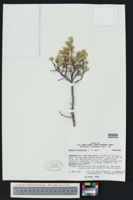 Image of Quercus hinckleyi