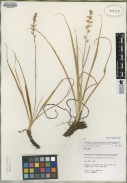 Image of Hastingsia serpentinicola